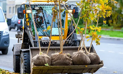 Tree Surgeons & Arborists | Tree Specialists UK-Wide – TreeMend